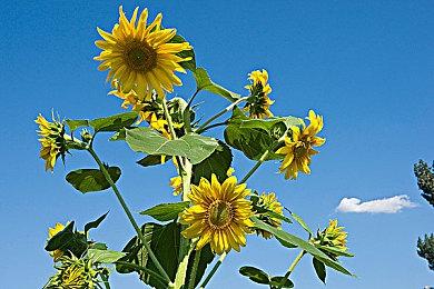 任天堂或推出《任天堂明星大乱斗：特别版》Switch OLED捆绑包